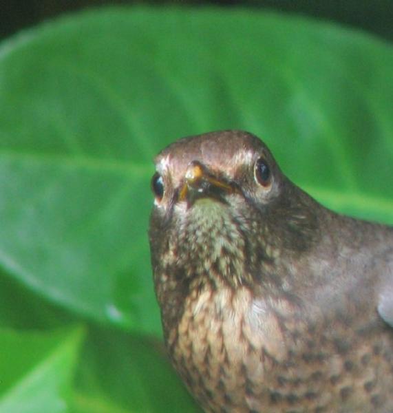 blackbird2.jpg