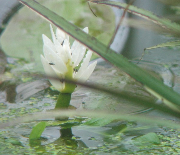 Waterhawthorn.jpg