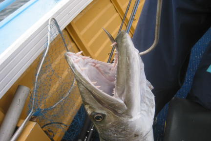 Barracuda mouth! A living chainsaw!