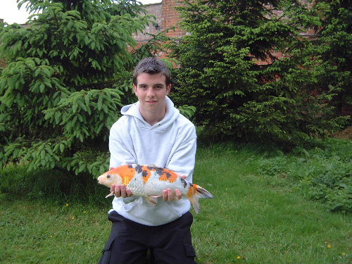 Koi