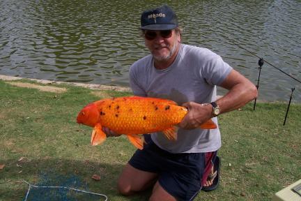 A local carp
