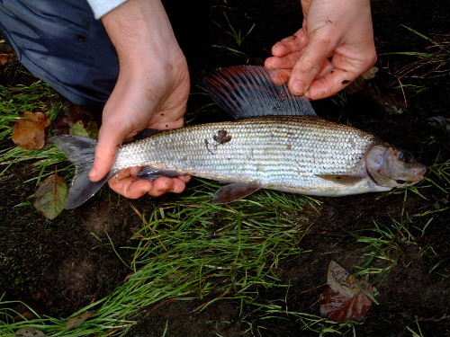 First Grayling