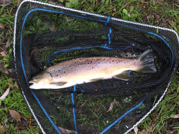 First Cast Trout!