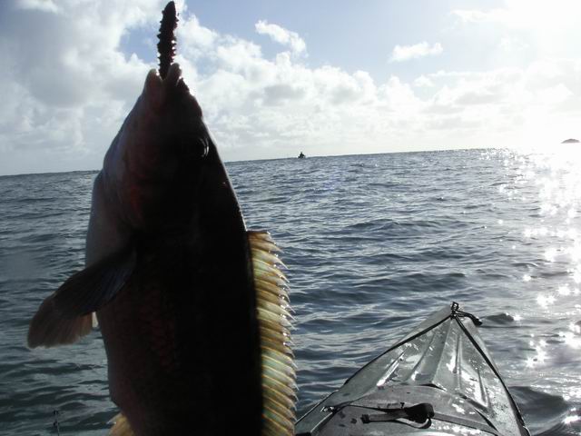 KIF_1445.JPG