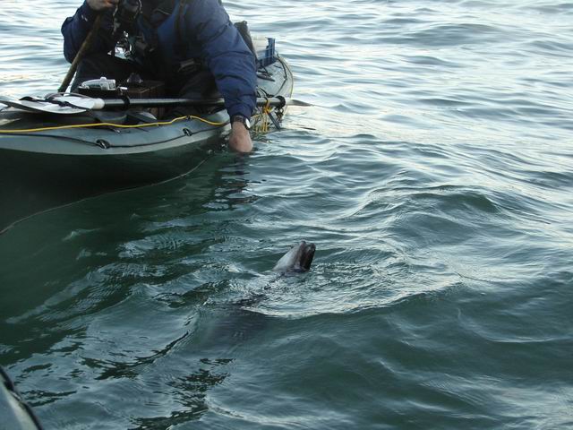 conger from a kayak!!