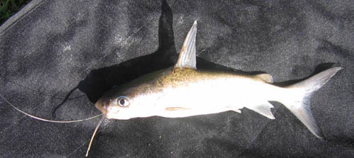BlueCatfish.jpg