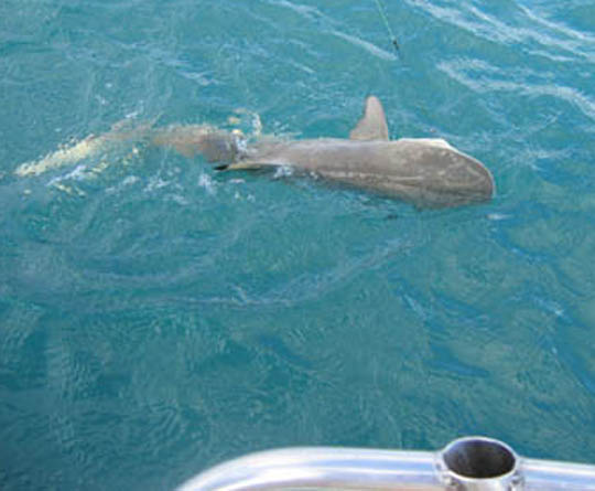 BlacktipShark.jpg