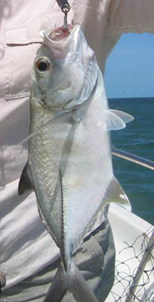 BlackTrevally.jpg