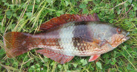 BluethroatedWrasse.jpg