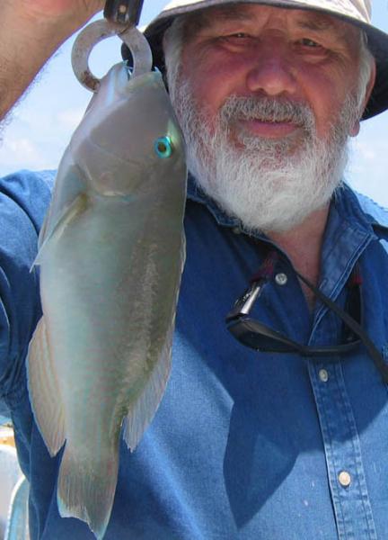 BlackspotTuskfish.jpg