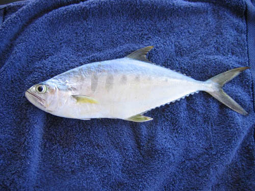 BarredQueenfish.jpg