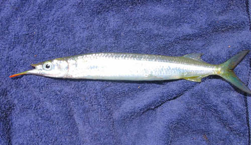 RobustGarfish.jpg