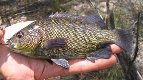 GoldenGrunter.jpg