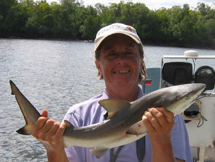 BullShark.jpg