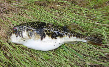 SmoothToadfish.jpg