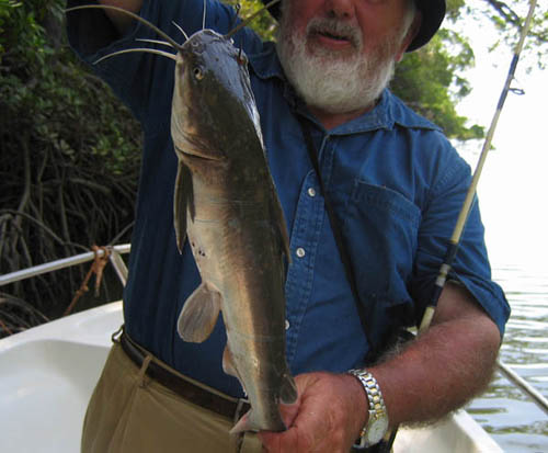 SalmonCatfish.jpg