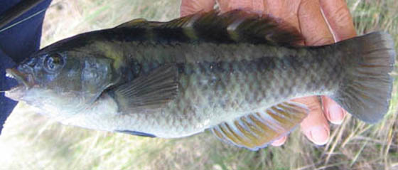 PurpleWrasse.jpg