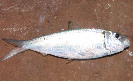 GoldlineSardine.jpg