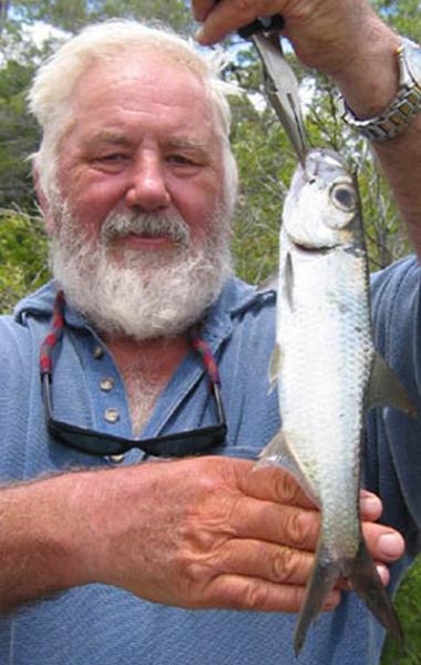 OxeyeHerring.jpg