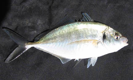 Silvertrevally.jpg