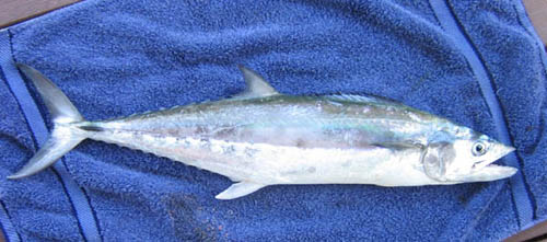 Schoolmackerel.jpg