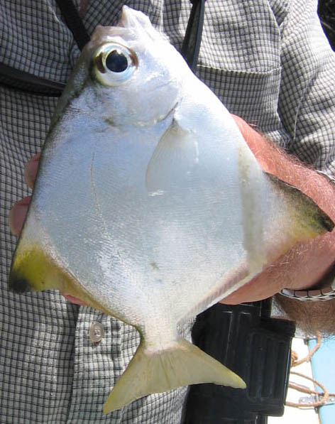 DiamondBream.jpg