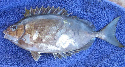 SmudgespotSpinefoot.jpg