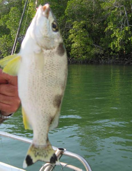 Yellowtailed Grunter.jpg
