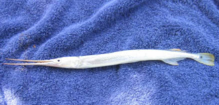 SlenderLongtom.jpg