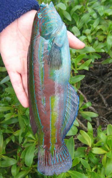 SenatorWrasse.jpg