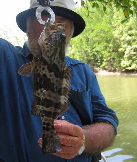 RedspottedCod.jpg