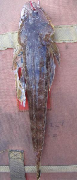 SSandFlathead.jpg