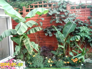 my garden.jpg