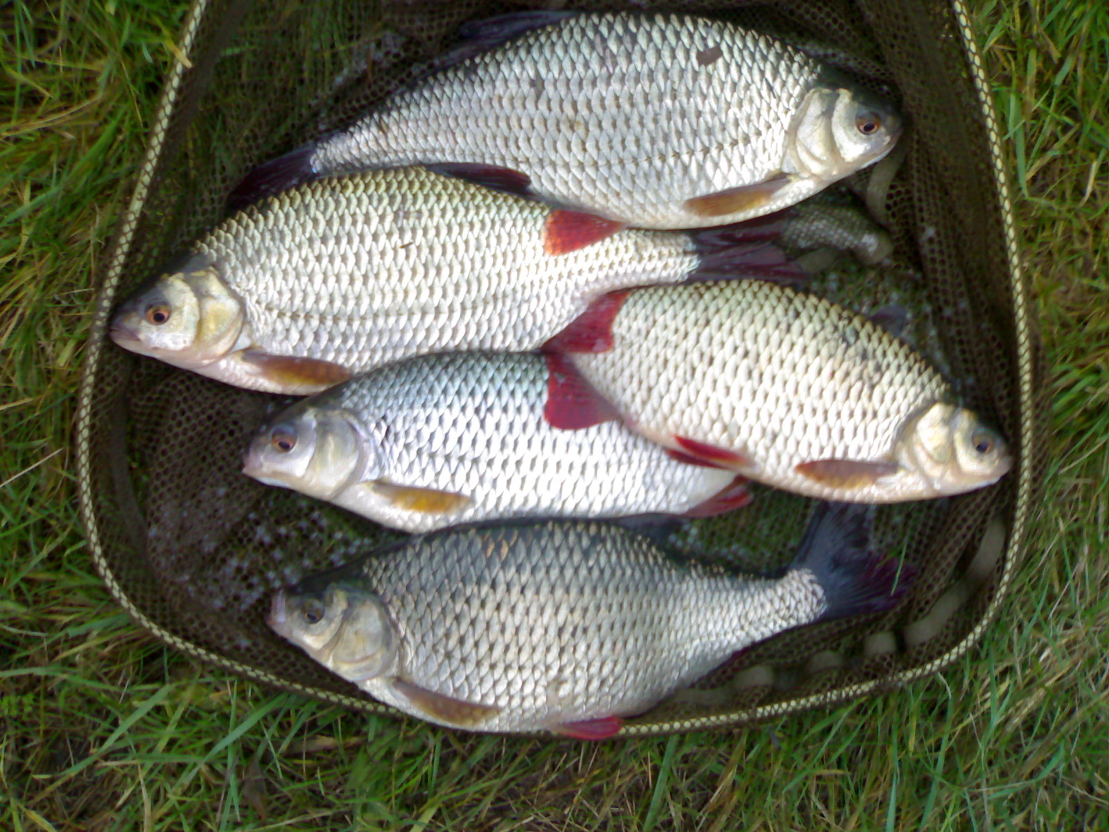 06012007185.jpg