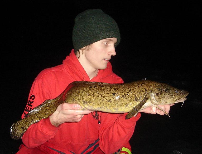 Burbot 9,3 lbs 