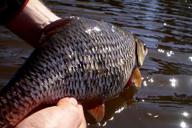 Roach 2,2 lbs