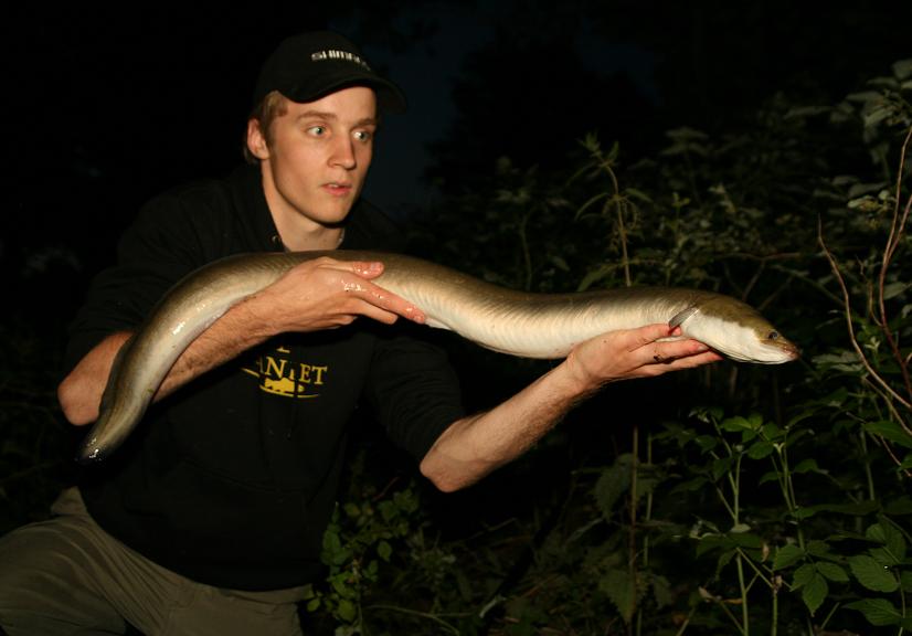 Eel 6 lbs