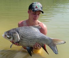 Siamese carp