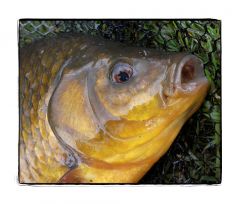 Crucian Carp 