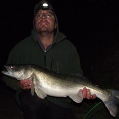 12.13lb  Zander 7.10.11.jpg