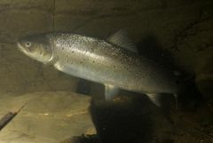 River Cothi sewin 1