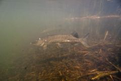 Two pike, Norfolk
