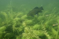 Rooksbury tench