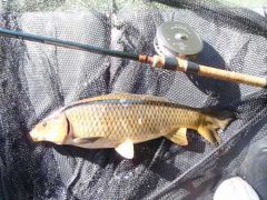 TingrithCarp2.jpg