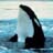 Orca