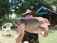 Giant Gourami