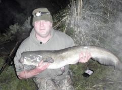 Wels Catfish
