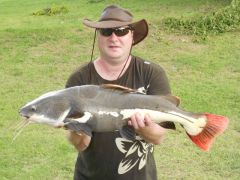 Amazon Red Tail Catfish (640x480)