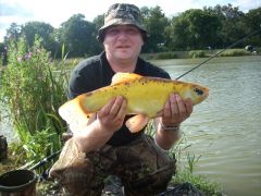 Golden Tench (640x480)