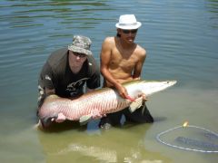 Arapaima (640x480)